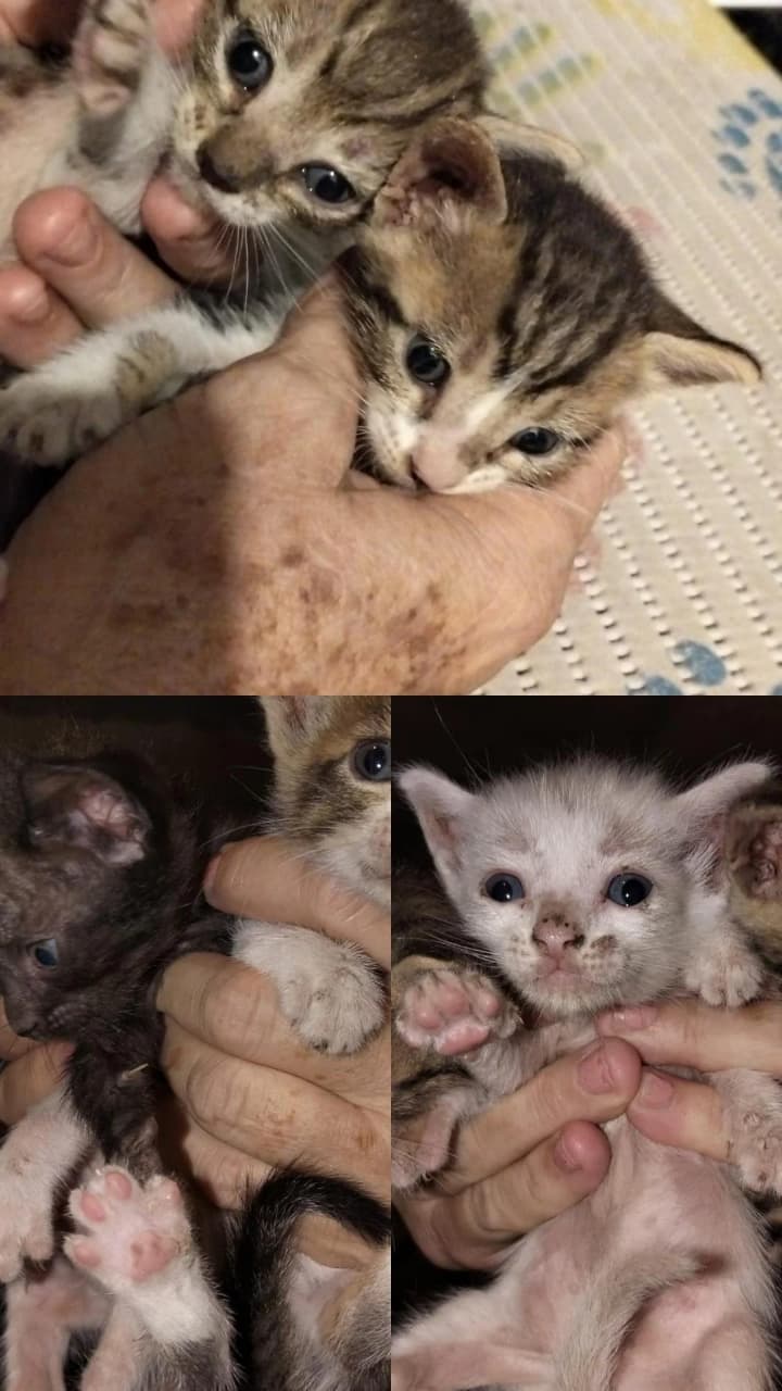 Gatitos en adopción: 3 barcinos, 1 blanco, 1 negro en Mazatlán, México - Gatos en adopción