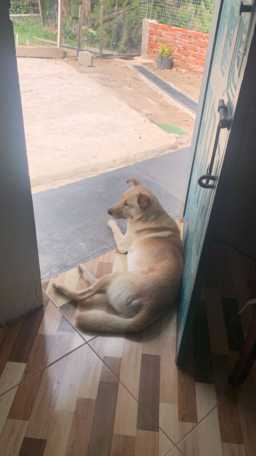 Perro perdido: SKY, lengua morada, desde el 26 de mayo