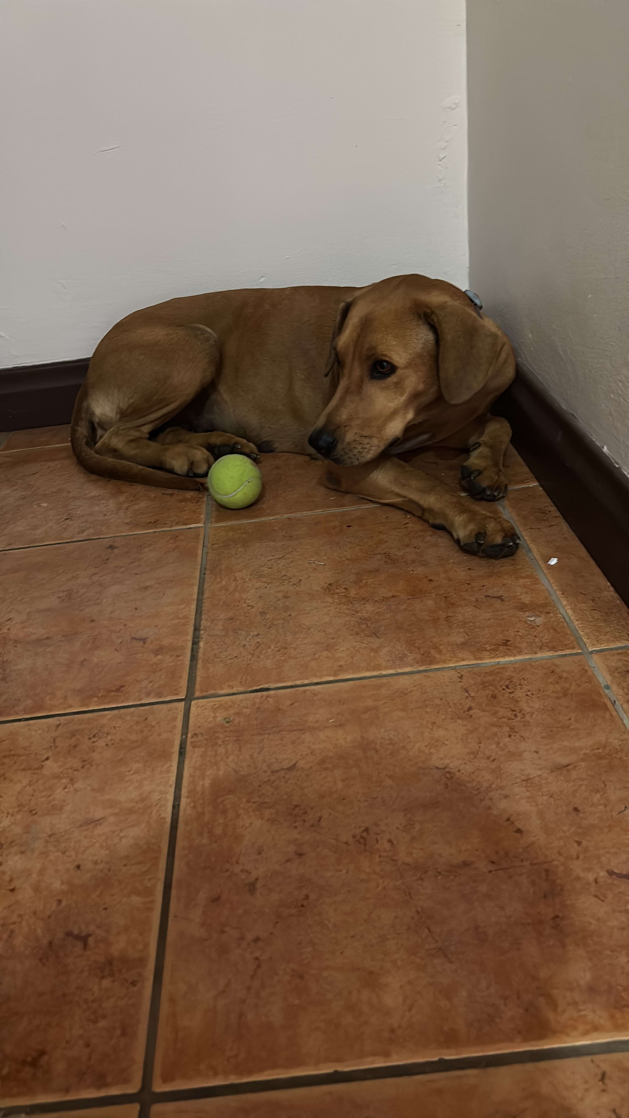 ¡Ayuda a encontrar a ALMA, nuestra perrita perdida!