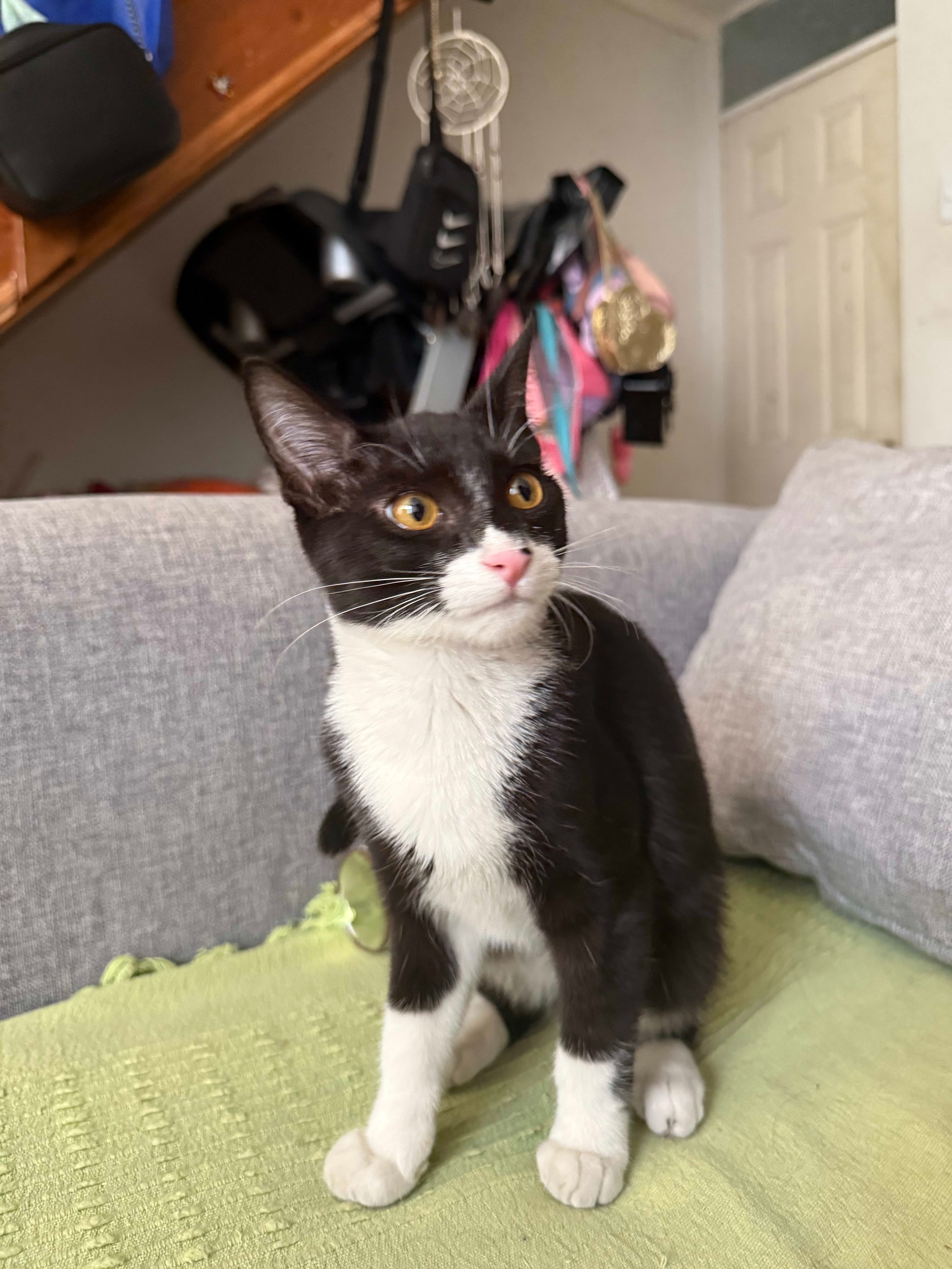 Gatito perdido: Chrollo, negro y blanco en La Tortuga