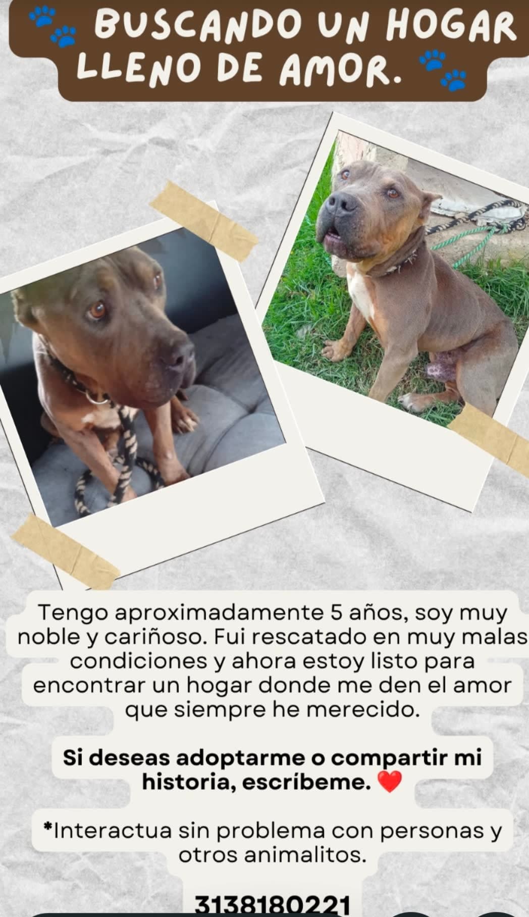Pitt Bull macho amigable en adopción