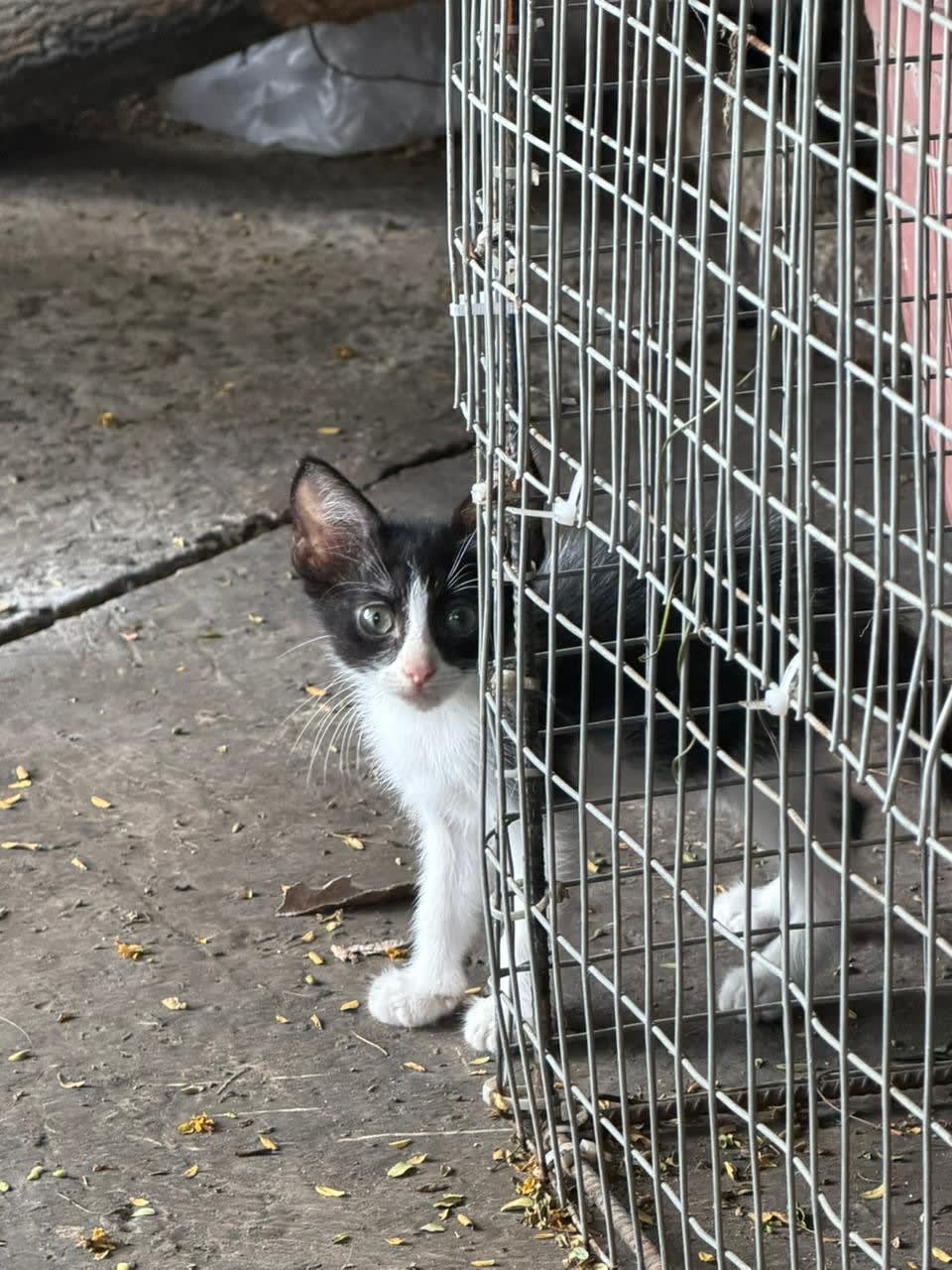 Gatitos machos de 2 meses en adopción responsable