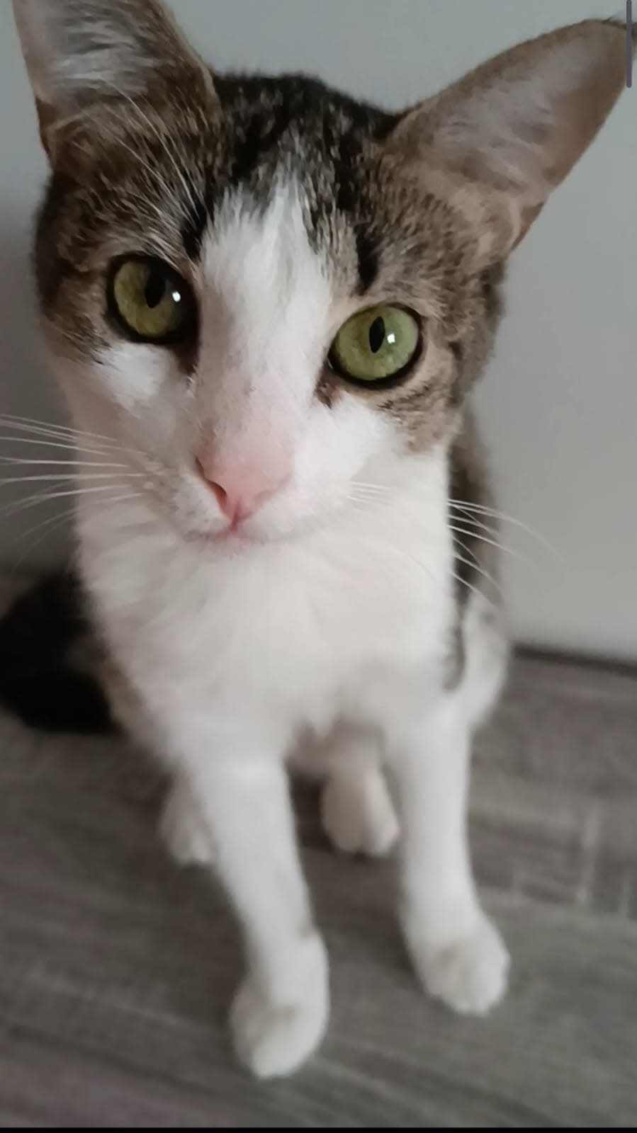 Gato macho perdido: Oli